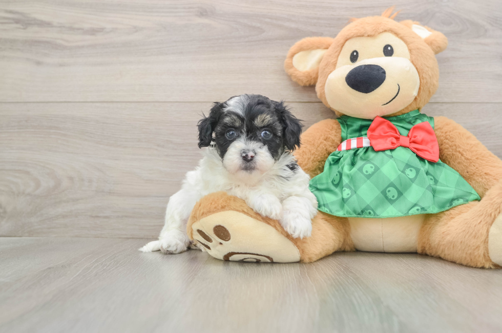 5 week old Shih Poo Puppy For Sale - Seaside Pups