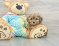 6 week old Shih Poo Puppy For Sale - Seaside Pups