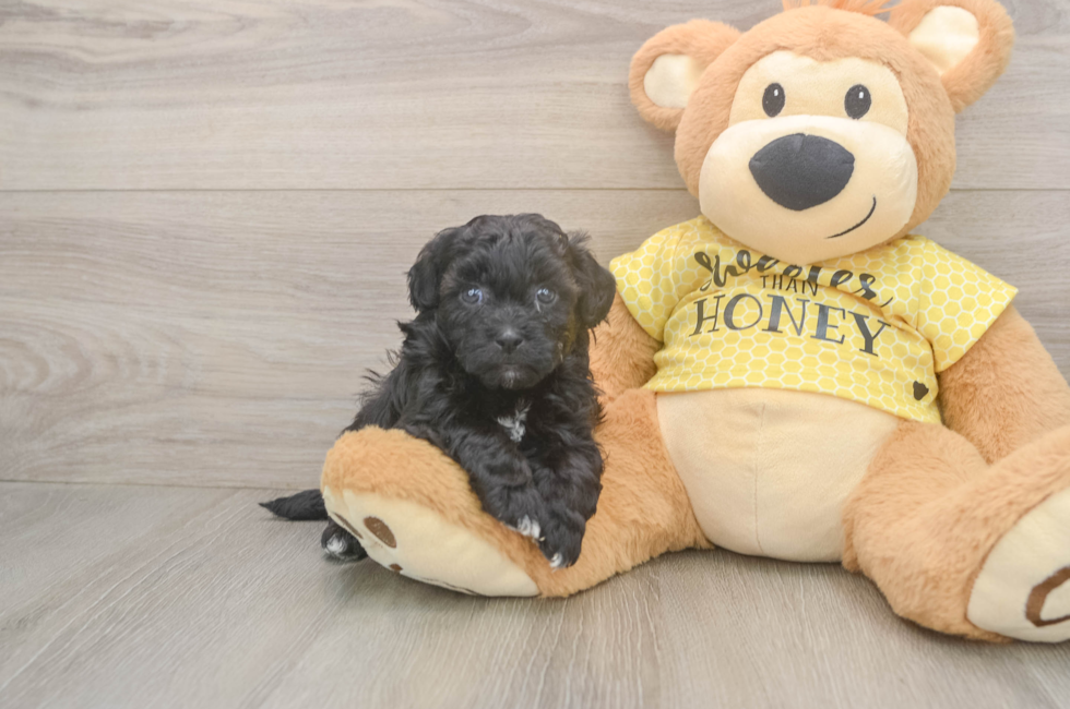 5 week old Shih Poo Puppy For Sale - Seaside Pups