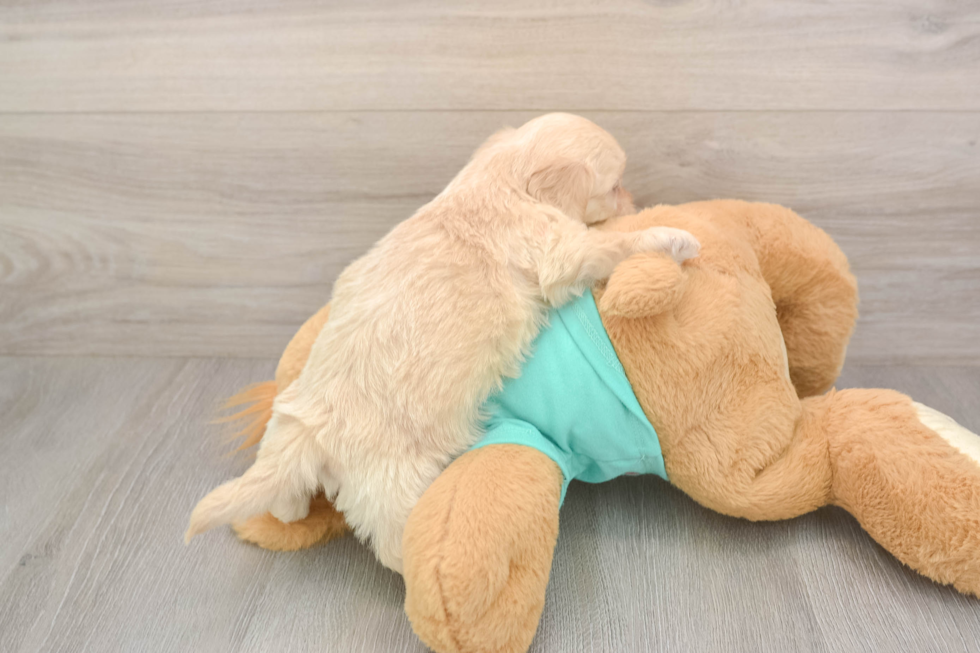 Shih Poo Pup Being Cute