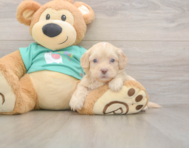 7 week old Shih Poo Puppy For Sale - Seaside Pups