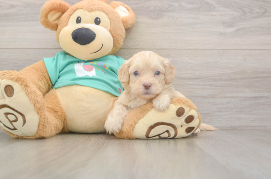 5 week old Shih Poo Puppy For Sale - Seaside Pups Sweet Shih Poo Baby