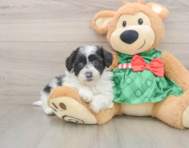 5 week old Shih Poo Puppy For Sale - Seaside Pups
