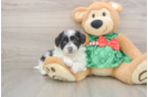 Petite Shih Poo Poodle Mix Pup