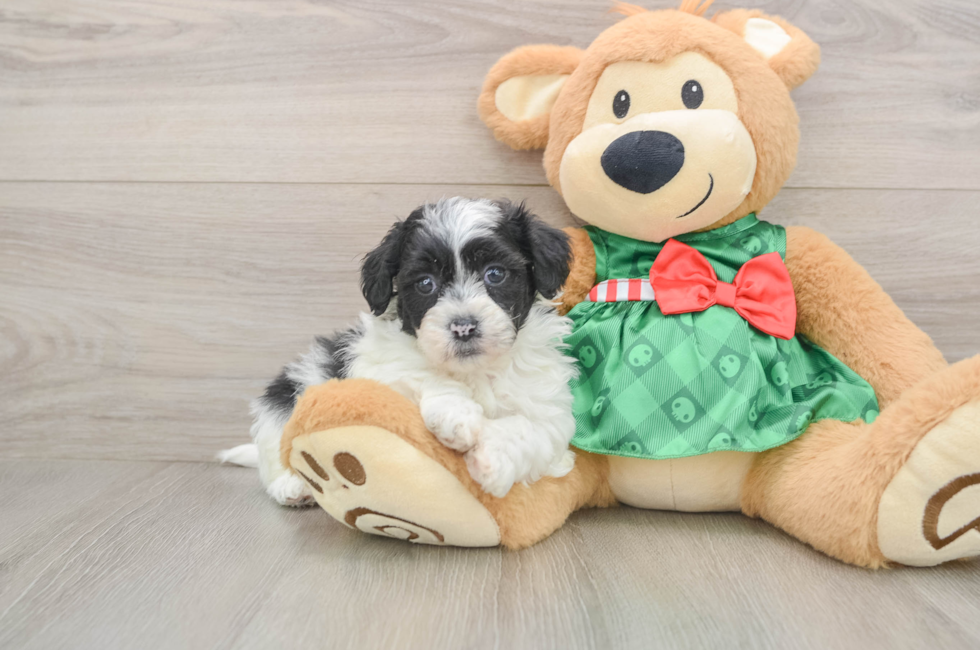 5 week old Shih Poo Puppy For Sale - Seaside Pups