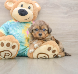 5 week old Shih Poo Puppy For Sale - Seaside Pups