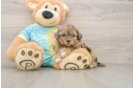Shih Poo Puppy for Adoption