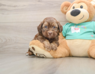 7 week old Shih Poo Puppy For Sale - Seaside Pups