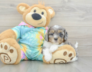6 week old Shih Poo Puppy For Sale - Seaside Pups