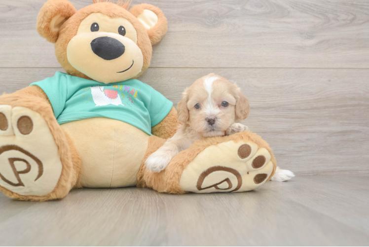 Shih Poo Pup Being Cute
