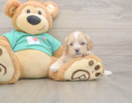 7 week old Shih Poo Puppy For Sale - Seaside Pups