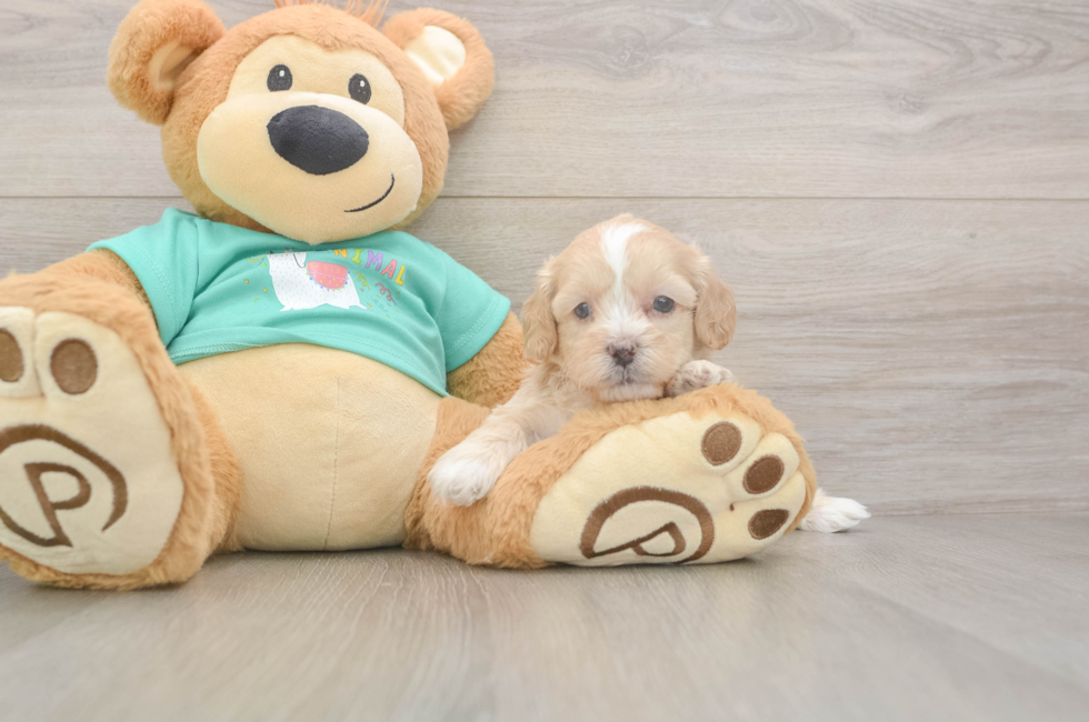 5 week old Shih Poo Puppy For Sale - Seaside Pups