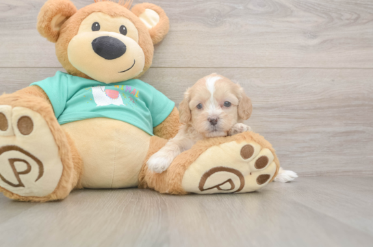 5 week old Shih Poo Puppy For Sale - Seaside Pups Shih Poo Pup Being Cute