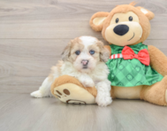 5 week old Shih Poo Puppy For Sale - Seaside Pups