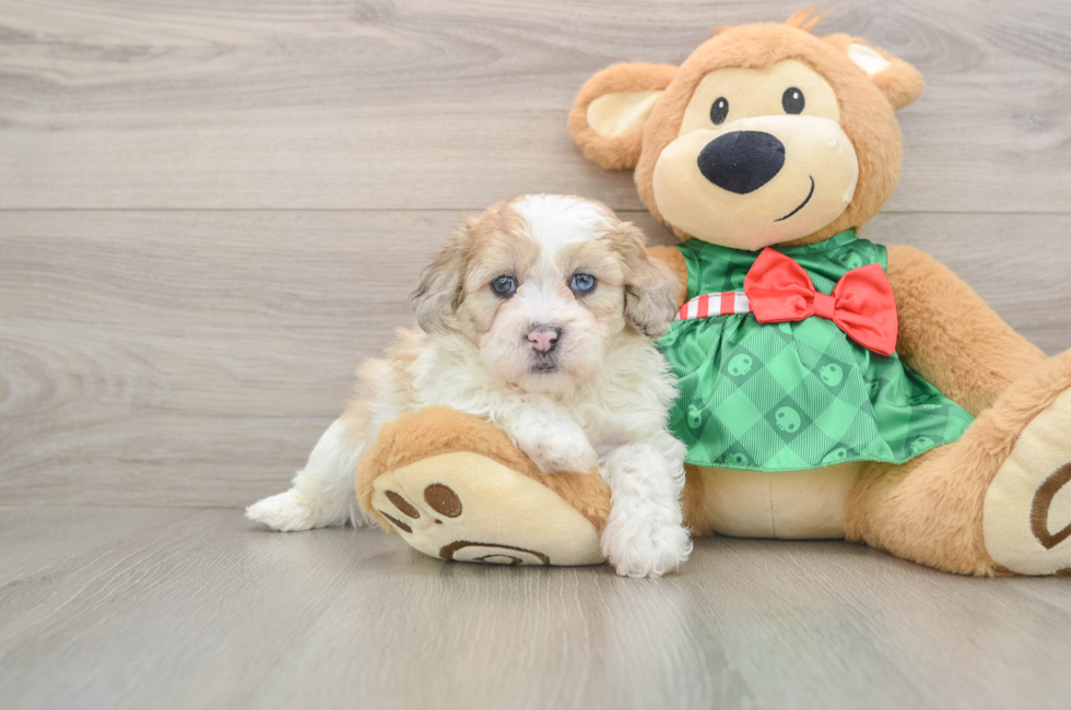 5 week old Shih Poo Puppy For Sale - Seaside Pups