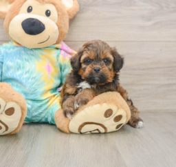5 week old Shih Poo Puppy For Sale - Seaside Pups
