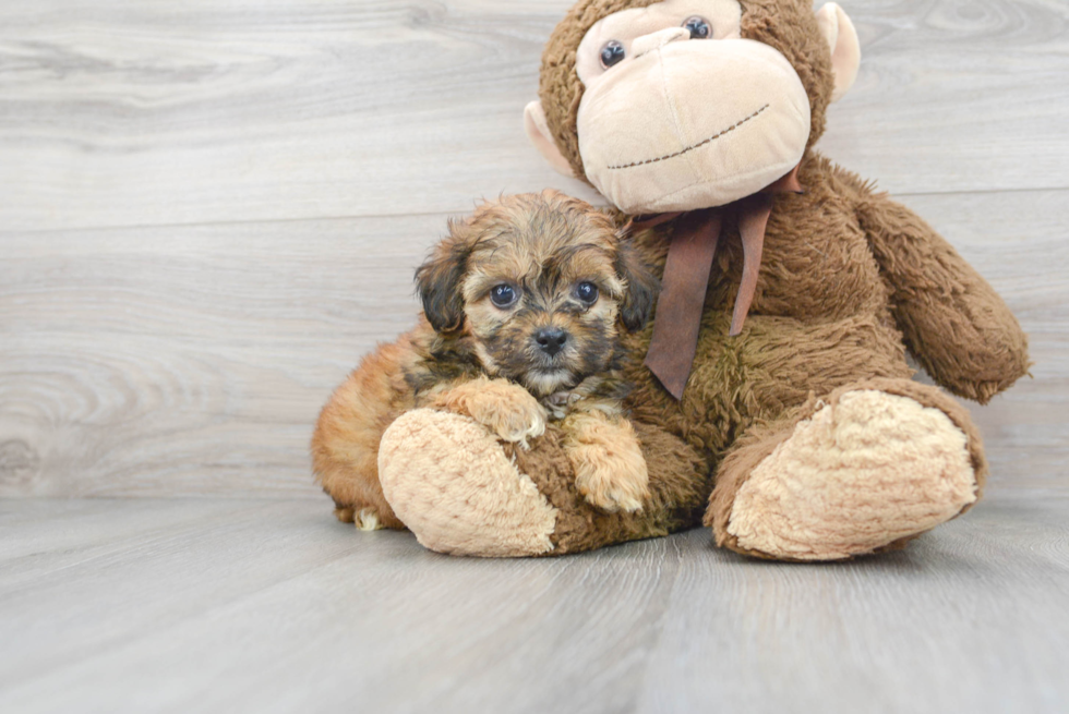 Best Shih Poo Baby