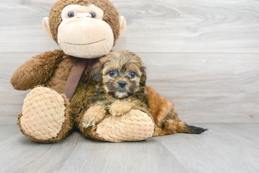 Shih Poo Puppy for Adoption