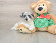 7 week old Shih Poo Puppy For Sale - Seaside Pups