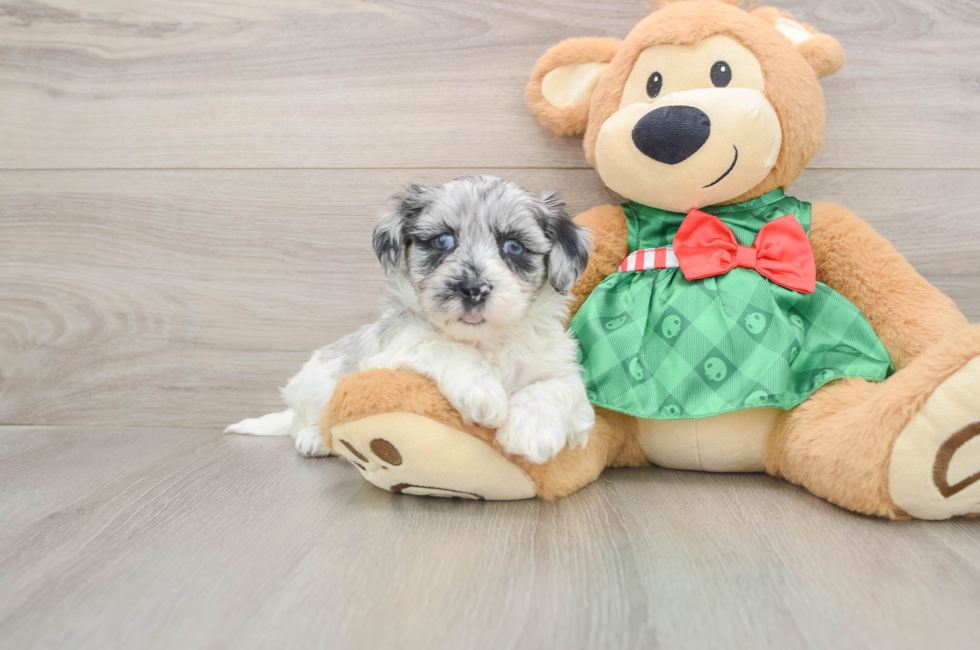 5 week old Shih Poo Puppy For Sale - Seaside Pups