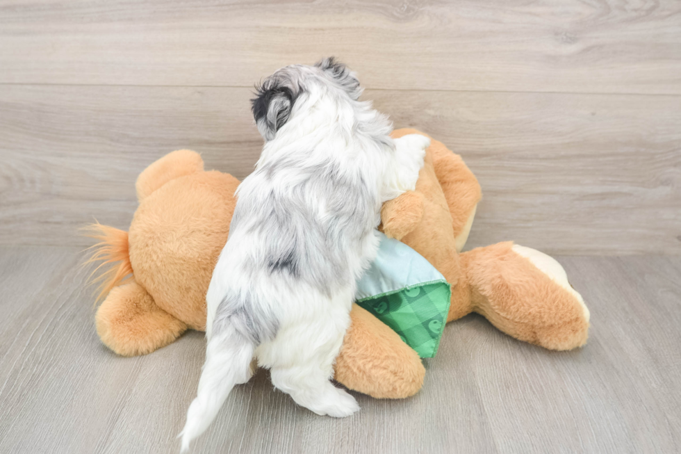 Shih Poo Pup Being Cute