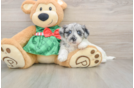 Shih Poo Puppy for Adoption