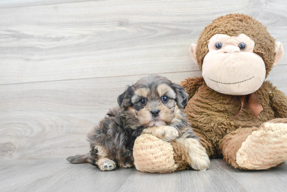 Shih Poo Puppy for Adoption