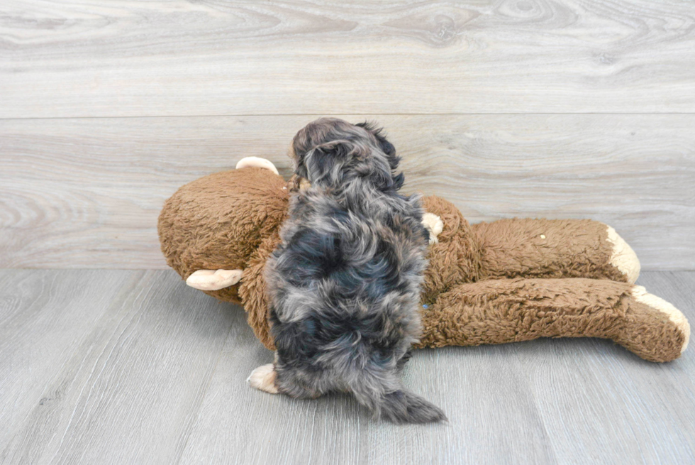 Sweet Shih Poo Baby