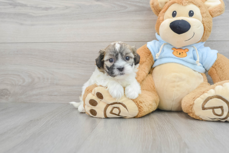 Best Shih Poo Baby