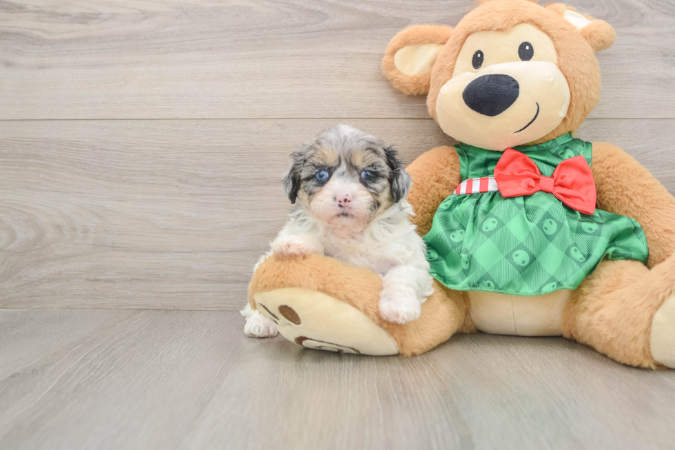 Hypoallergenic Shih Poo Poodle Mix Puppy