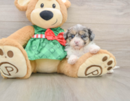 7 week old Shih Poo Puppy For Sale - Seaside Pups