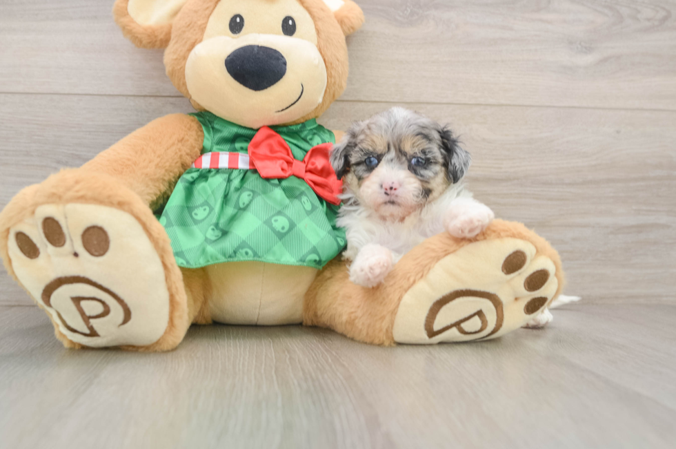 5 week old Shih Poo Puppy For Sale - Seaside Pups