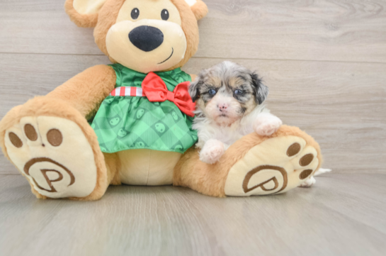 Shih Poo Pup Being Cute