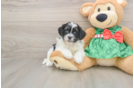 Energetic Shih Poo Poodle Mix Puppy