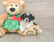 6 week old Shih Poo Puppy For Sale - Seaside Pups