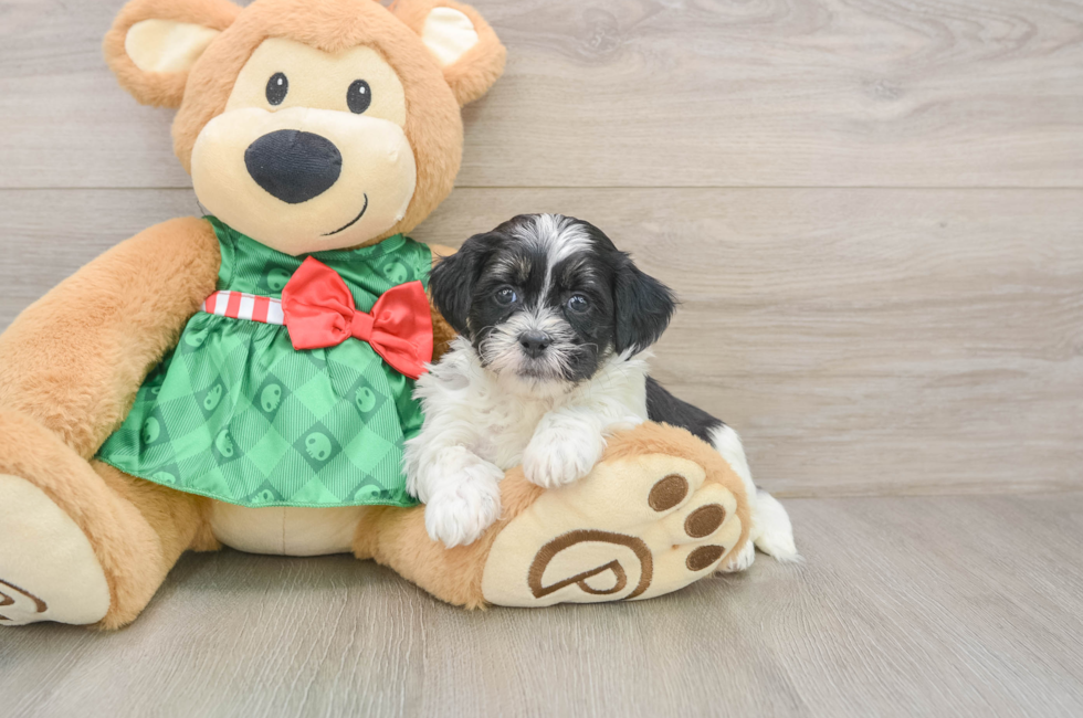 5 week old Shih Poo Puppy For Sale - Seaside Pups