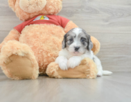 5 week old Shih Poo Puppy For Sale - Seaside Pups