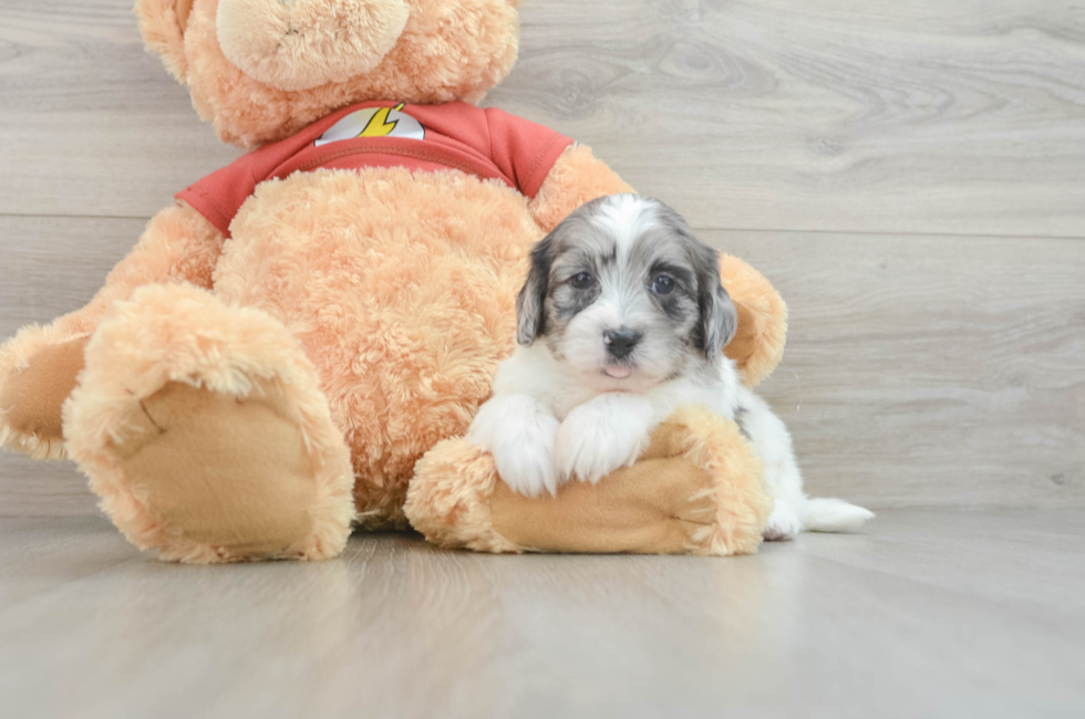 7 week old Shih Poo Puppy For Sale - Seaside Pups