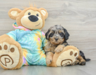6 week old Shih Poo Puppy For Sale - Seaside Pups