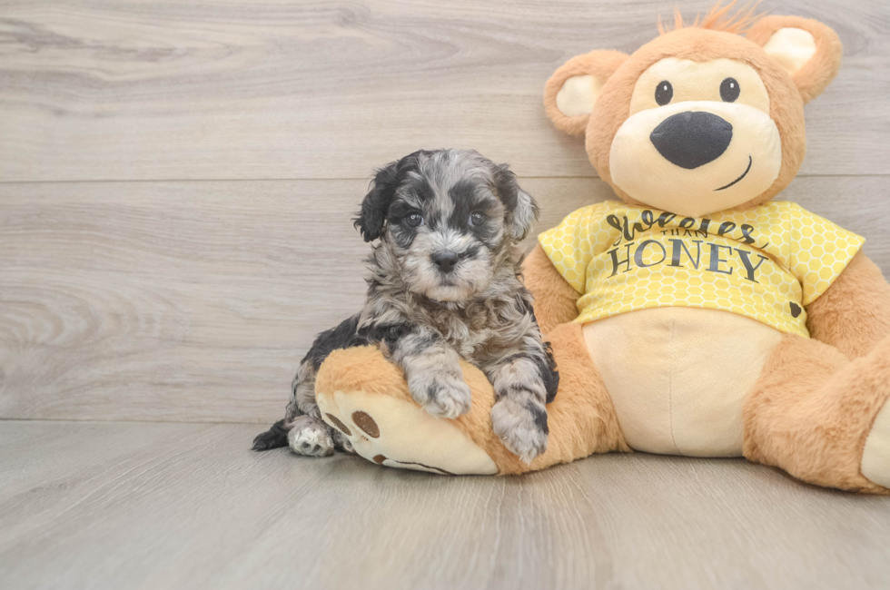 5 week old Shih Poo Puppy For Sale - Seaside Pups