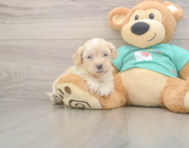 7 week old Shih Poo Puppy For Sale - Seaside Pups