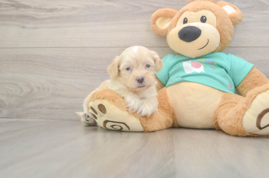 5 week old Shih Poo Puppy For Sale - Seaside Pups Shih Poo Puppy for Adoption