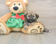 5 week old Shih Poo Puppy For Sale - Seaside Pups