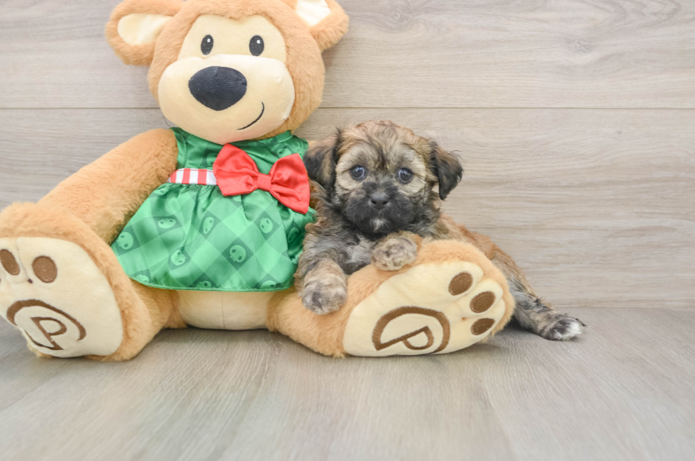 5 week old Shih Poo Puppy For Sale - Seaside Pups