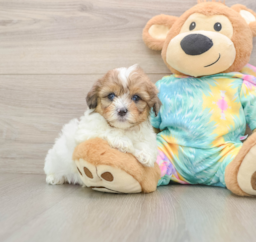 5 week old Shih Poo Puppy For Sale - Seaside Pups