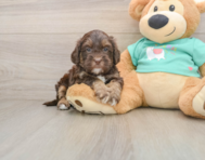 7 week old Shih Poo Puppy For Sale - Seaside Pups