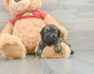 5 week old Shih Poo Puppy For Sale - Seaside Pups