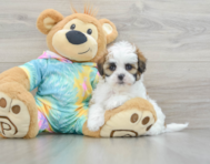 6 week old Shih Poo Puppy For Sale - Seaside Pups