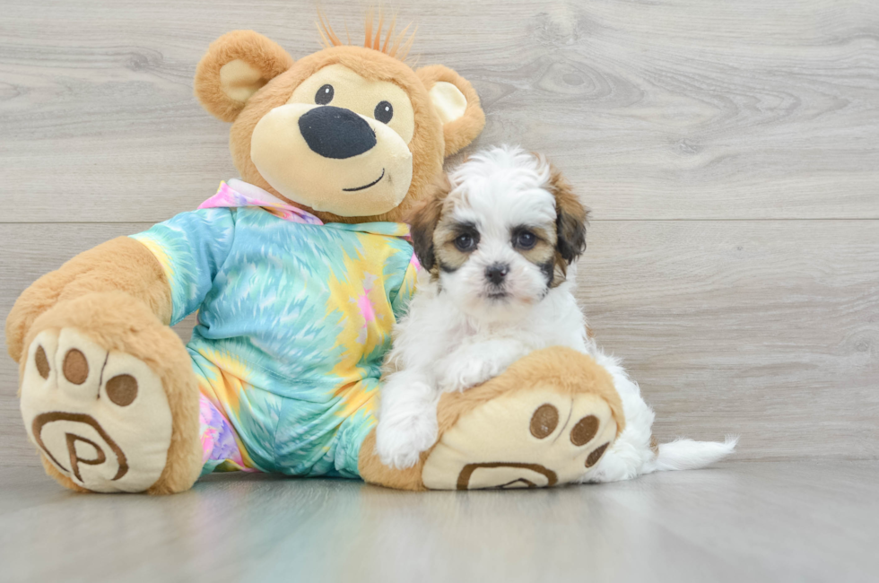 6 week old Shih Poo Puppy For Sale - Seaside Pups