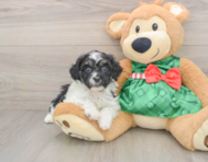 6 week old Shih Poo Puppy For Sale - Seaside Pups